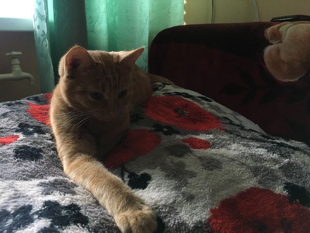 Cat 