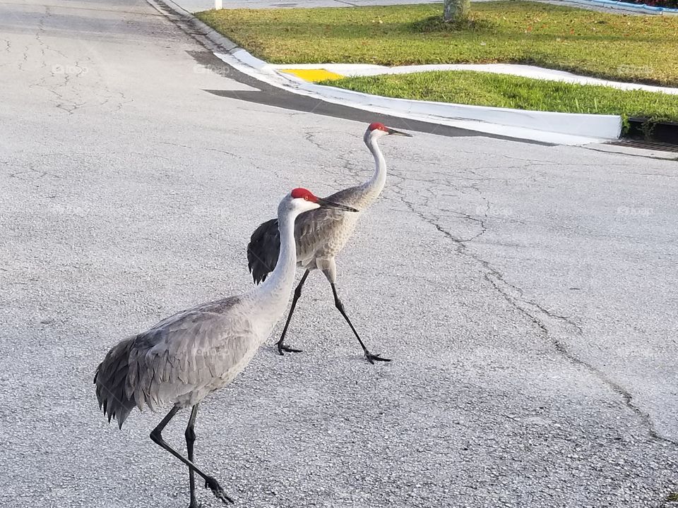 Sandhill Crane