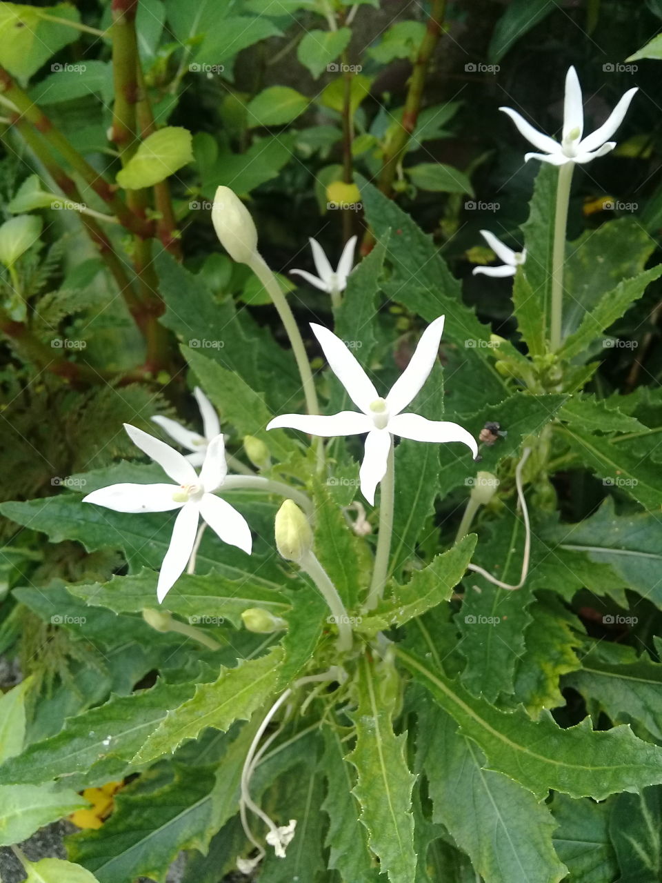 beutiful white flower