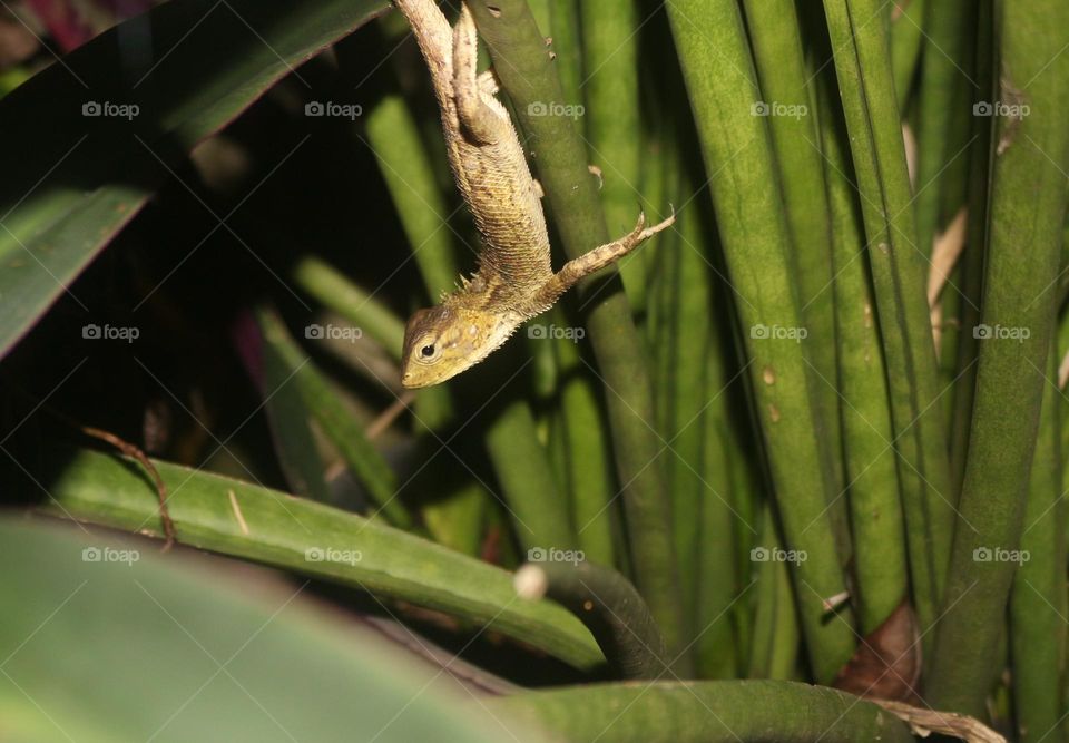 Chameleon, an animal that can change its body color