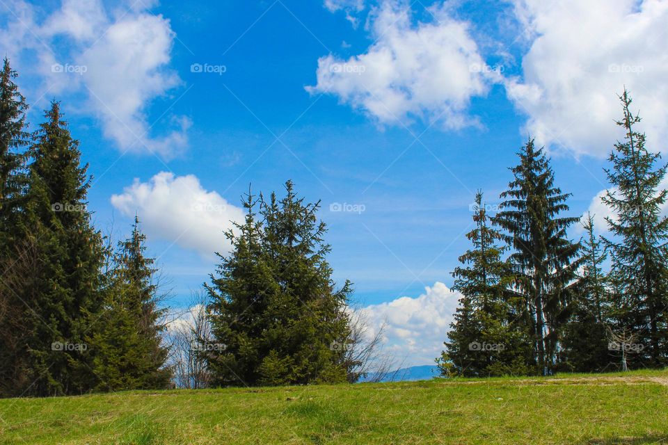 Spring landscape.  A view of a meadow,  pine trees and a blue sky with white clouds