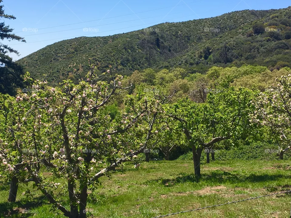 Orchard 