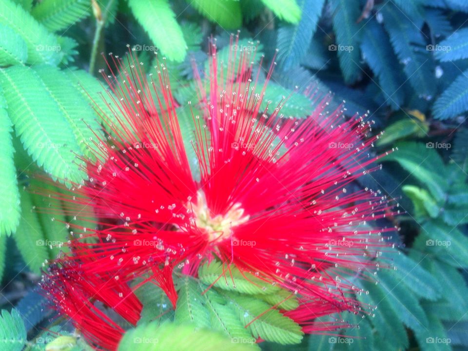 Unique red flower