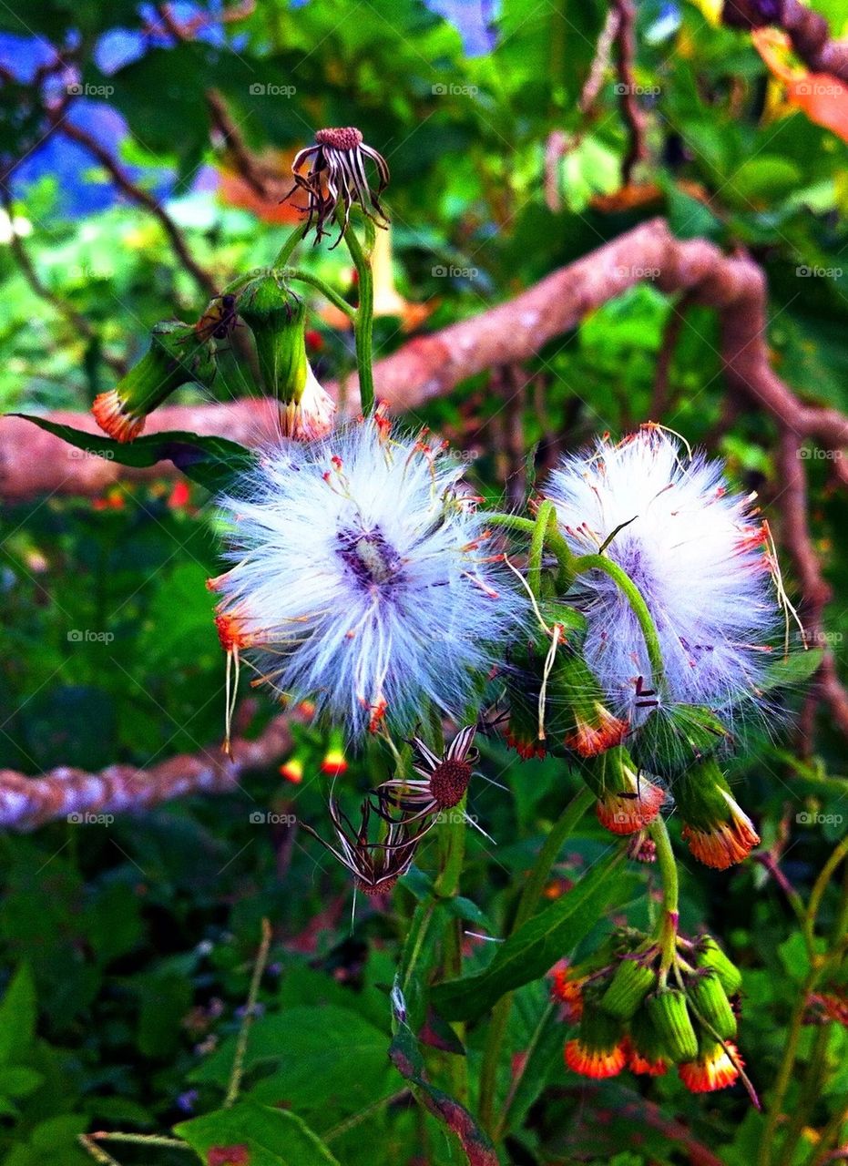 Cotton liked flowers