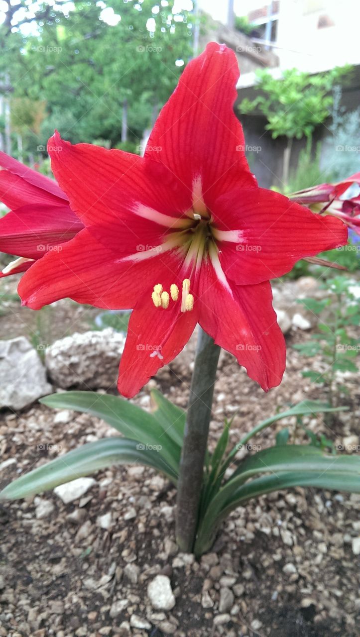 red flower . beautifull red flower