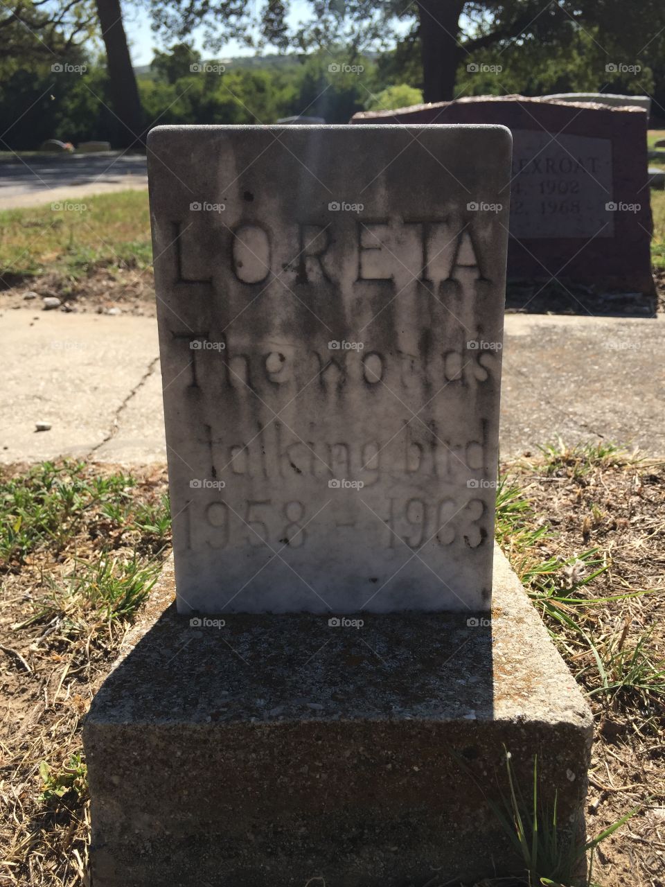 One special old bird