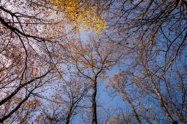 Autumn trees