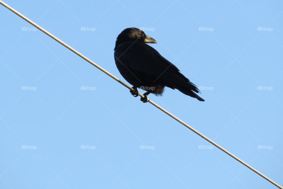 Black crow balancing on tight iron cord, catching last sun rays of the day, against light blue sky.