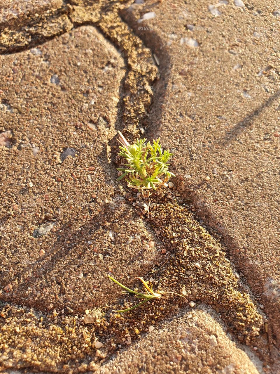 New life sprouts in early spring.