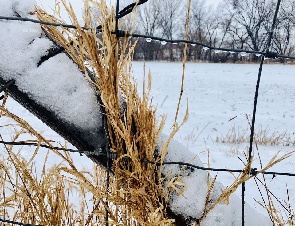 Isolated view of dried weeds and water droplets on a wire fence with wooden support post against a rural winter landscape - landscape