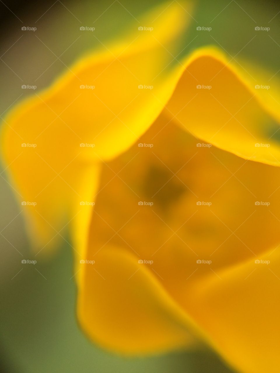 Buttercup Blur 2