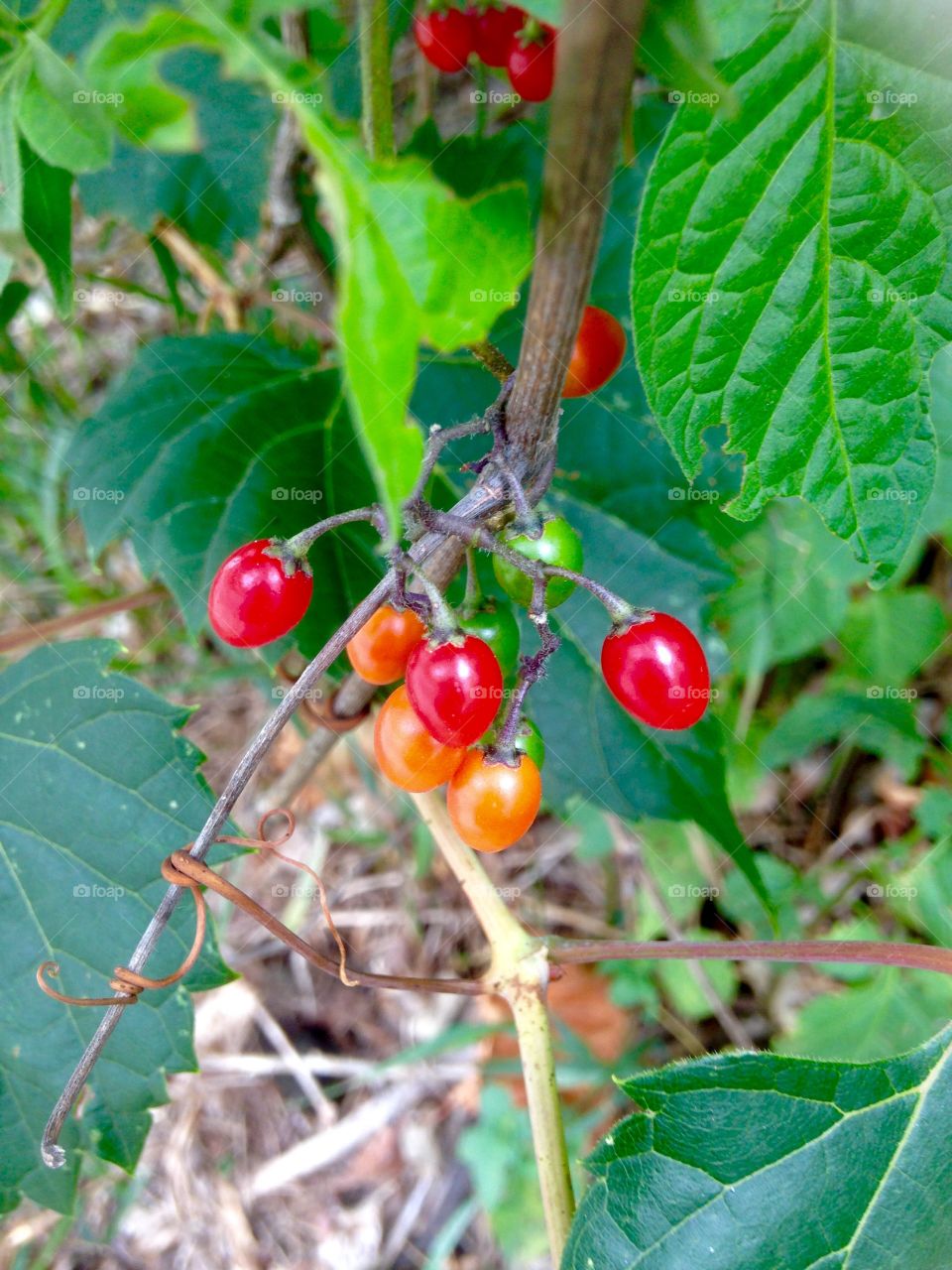 Ripening berries 