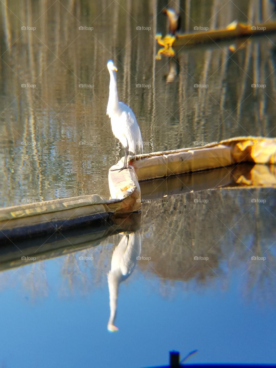 reflection of bird