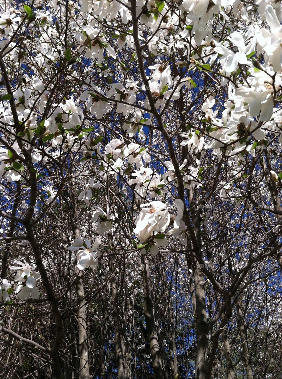 Flower Forest