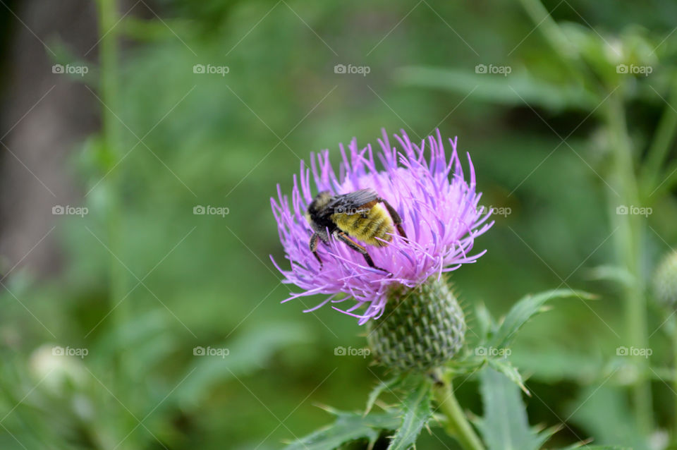Sea thistle 