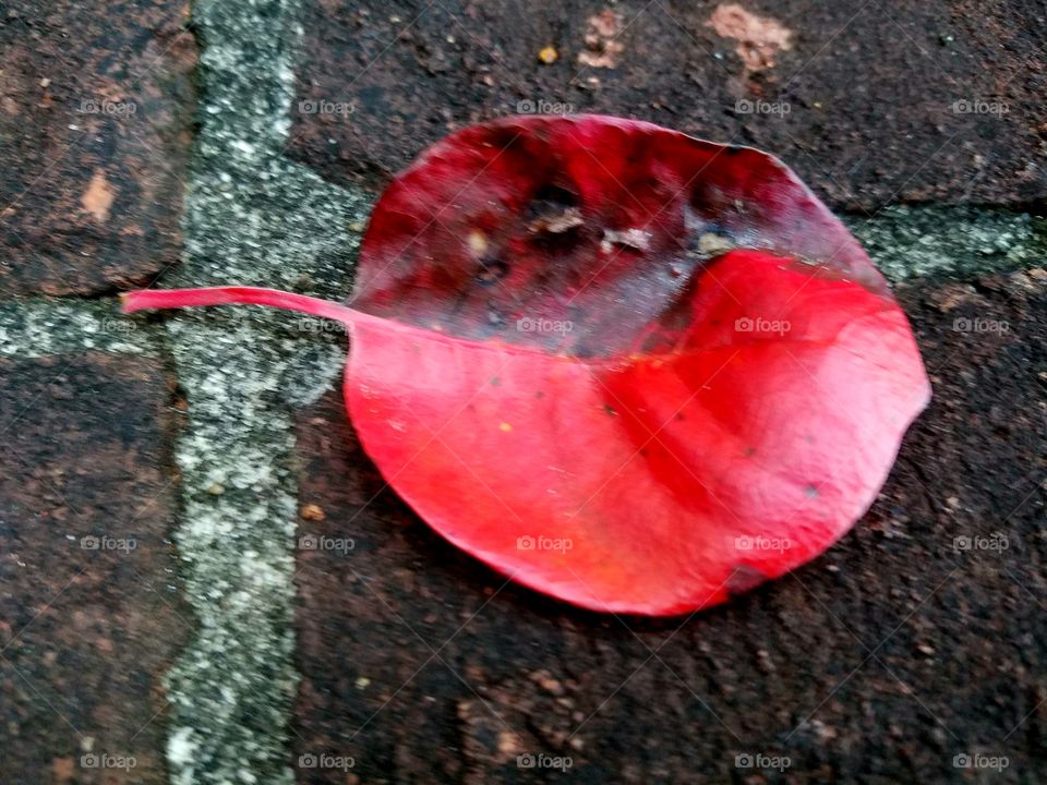 red leaf on red brick.   contrasts and similarities