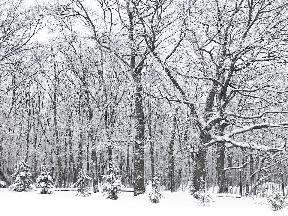 Trees in winter forest covered by fresh white snow 