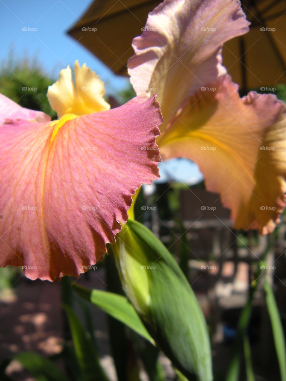 Louisiana iris