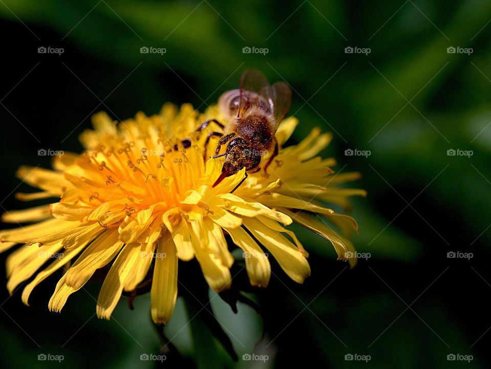 the yellow flower of the dandelion