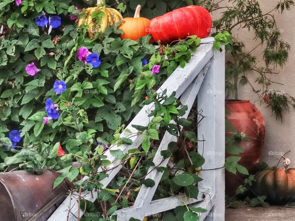 California Pumpkins. Festive Autumn Home Colors