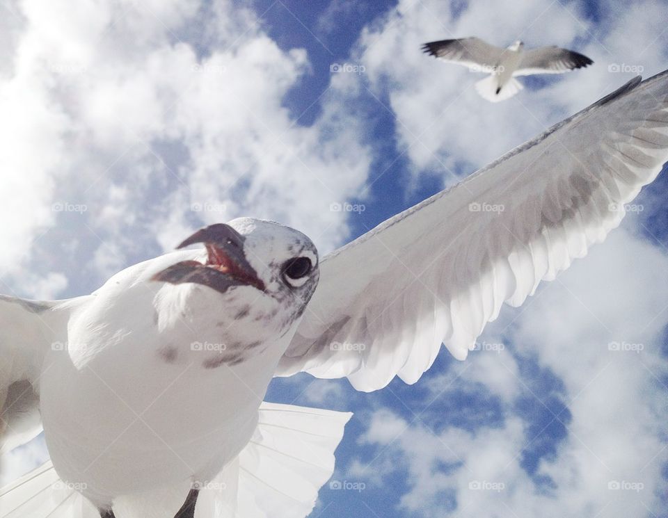 Seagull Attack