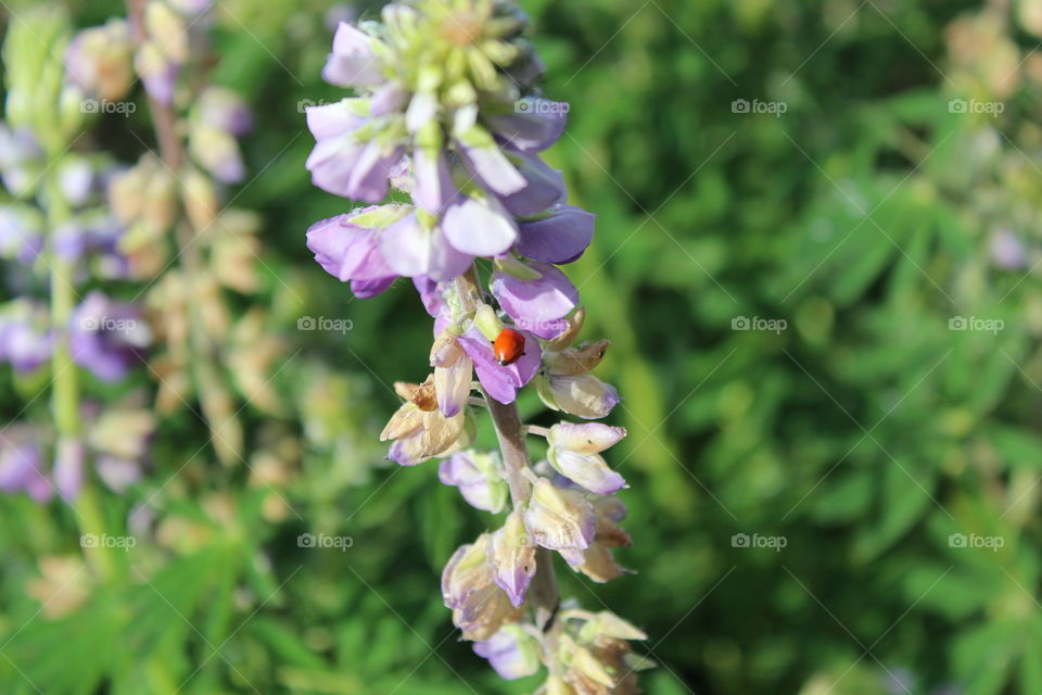 Ladybug and flower. Spring time