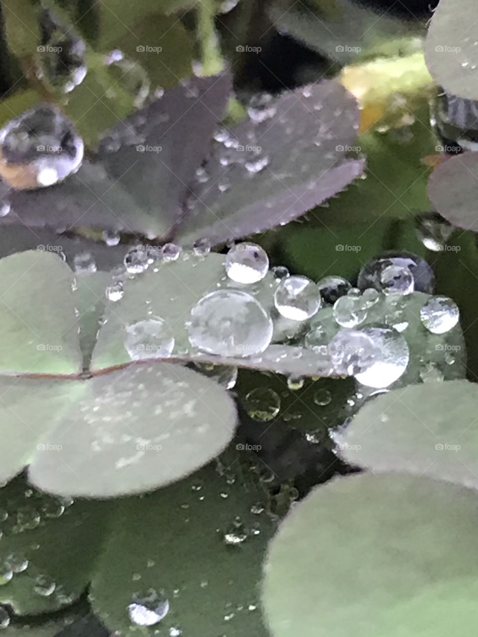Rain drops