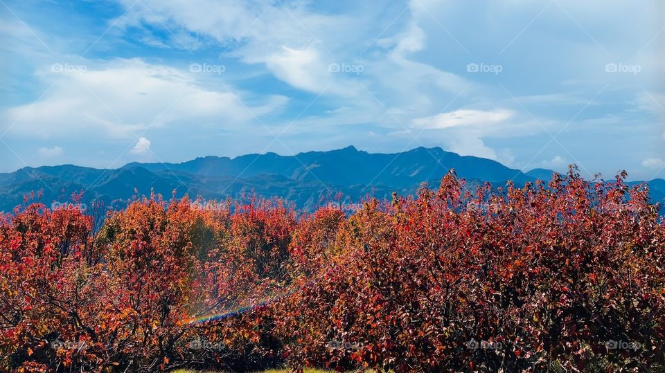 Beautiful mountain scenery and maple leaves