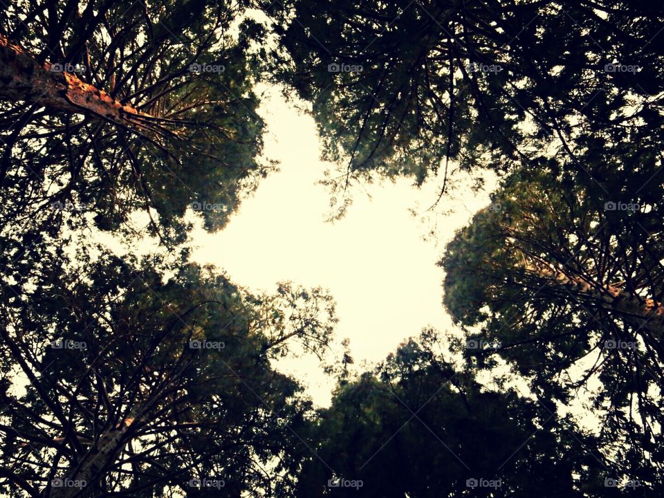 Salem's star in the trees