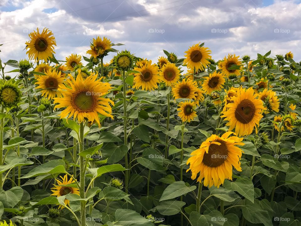 Sunflowers