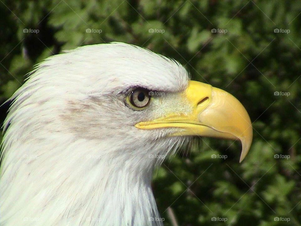 nature eye bird eagle by charlestone69