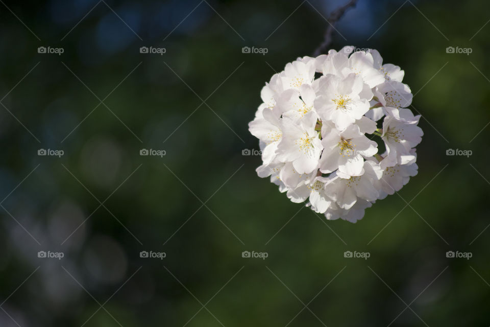 Cherry Blossoms