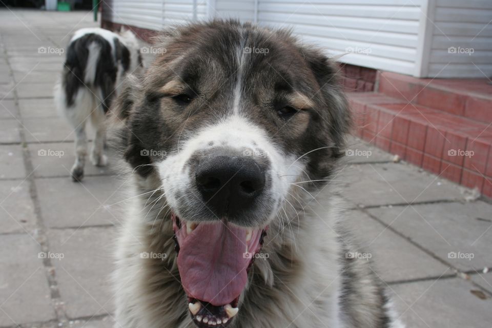 Big smiling dog 