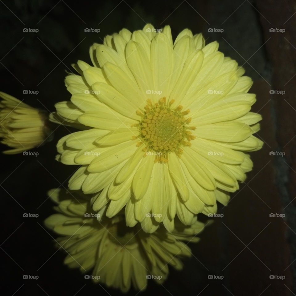 Chrysanthemum yellow