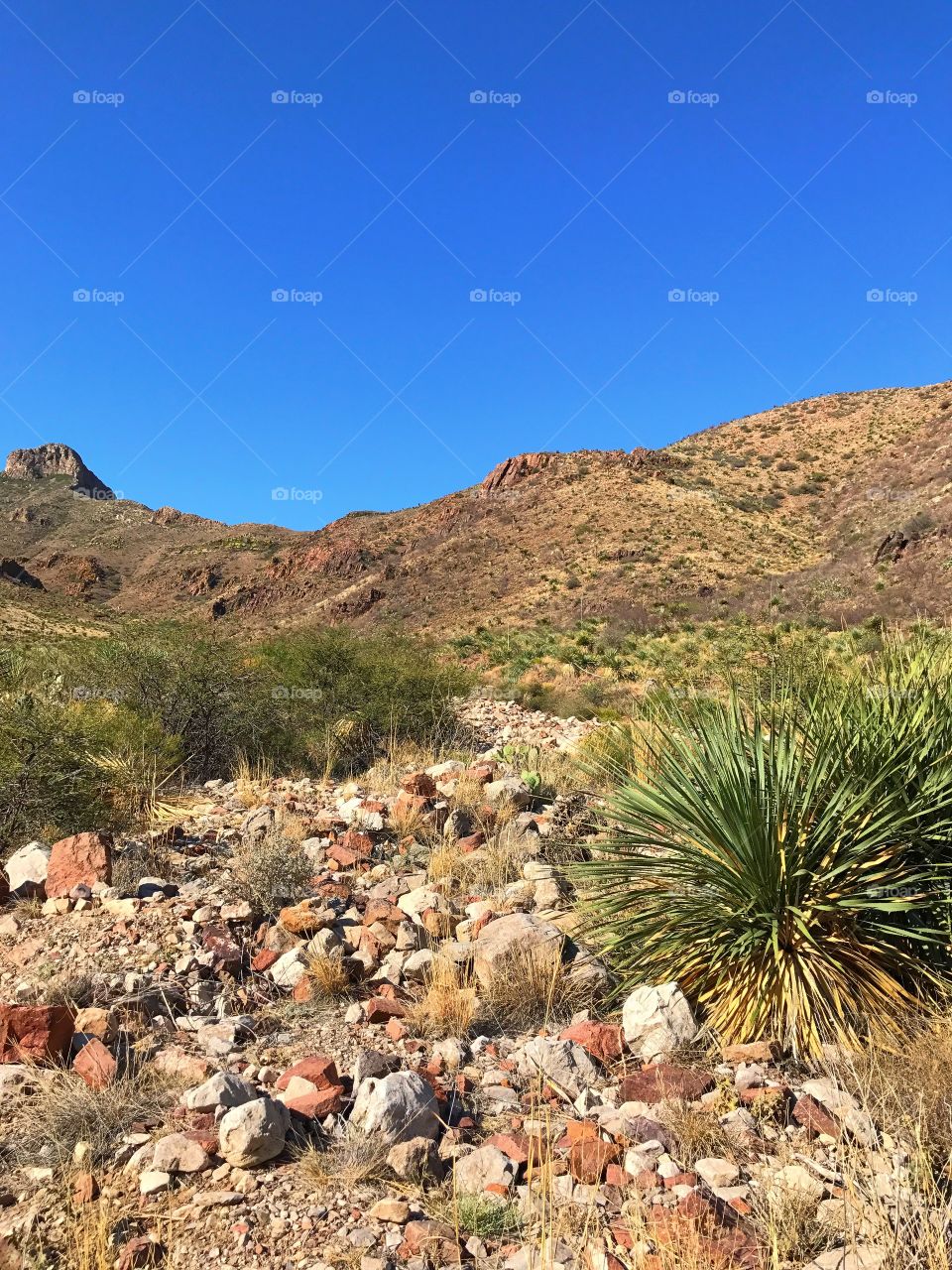 Desert Landscape 
