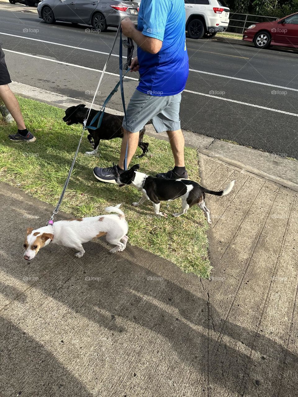 A man taking three short hair dogs for a walk on a sidewalk near a paved road with a bike lane