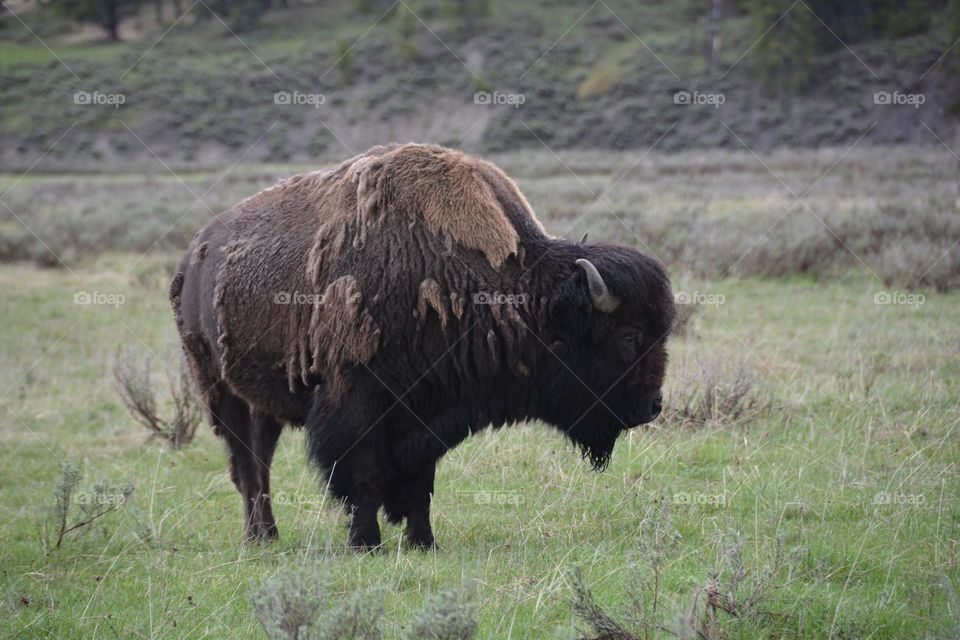 Wild bison in Yellowstone National Park shedding it's winter coat in spring.