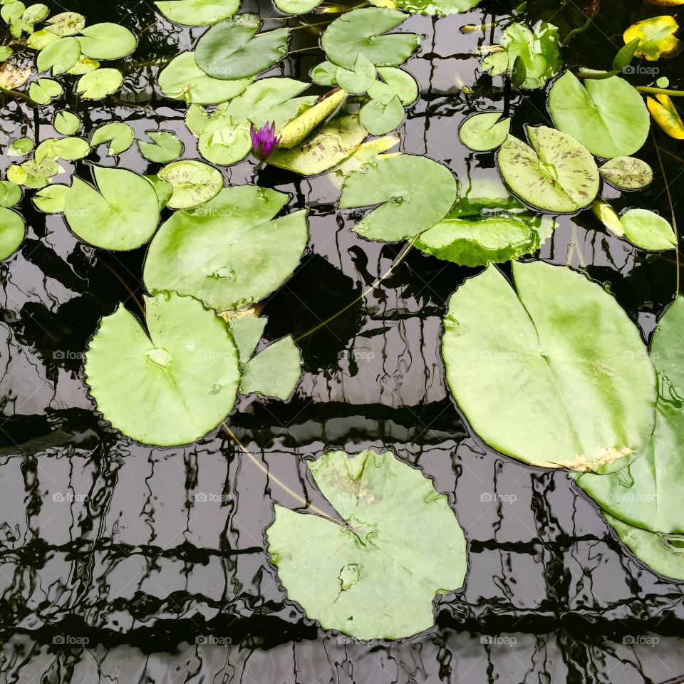 Water Lilly in Aukland