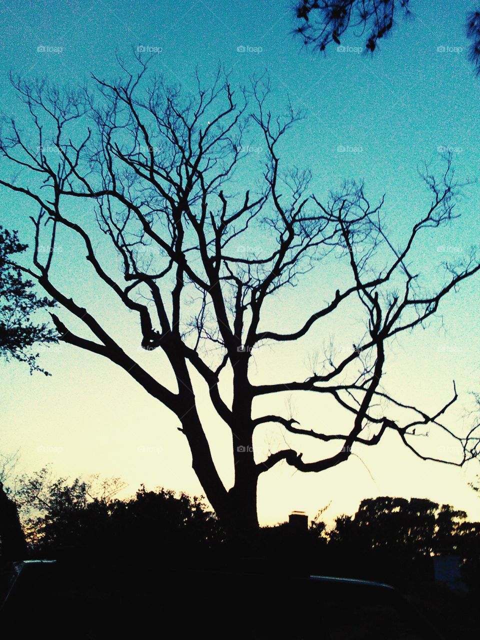 Tree in twilight
