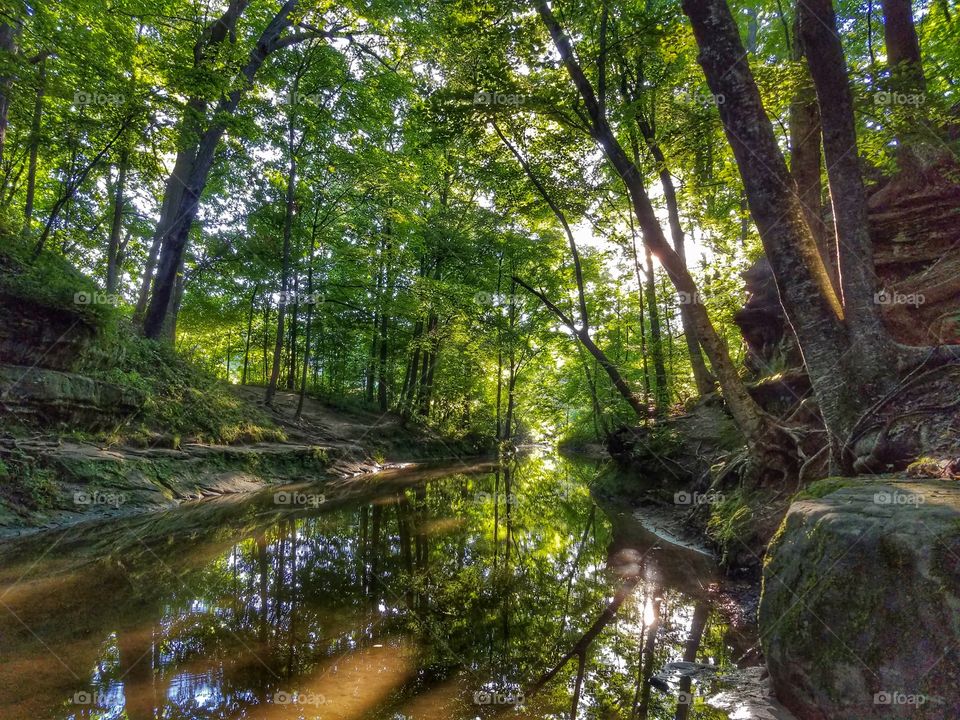 Trees reflecting on stream in forest