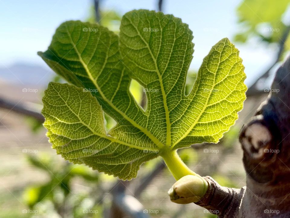 Fig new leaf