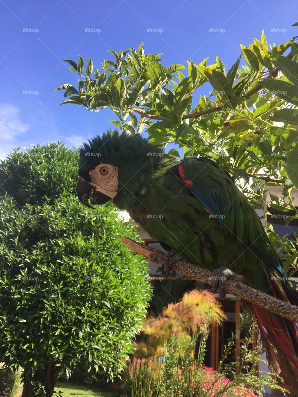 Parrot. Parrot sitting in our hostel garden in Peru
