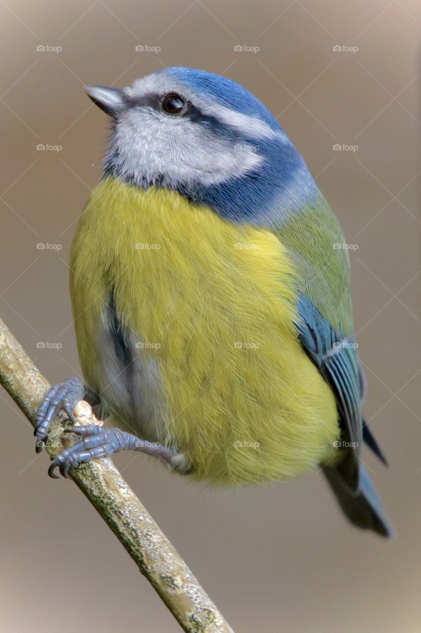 Blue tit