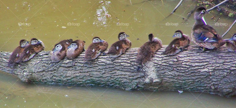 ducks in a line