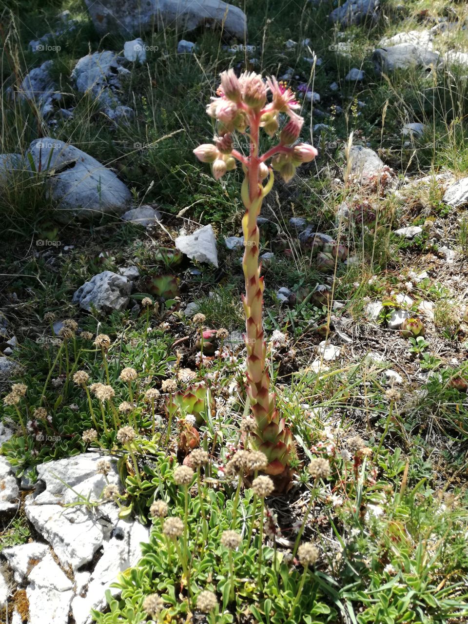 Succulent. In the mountain