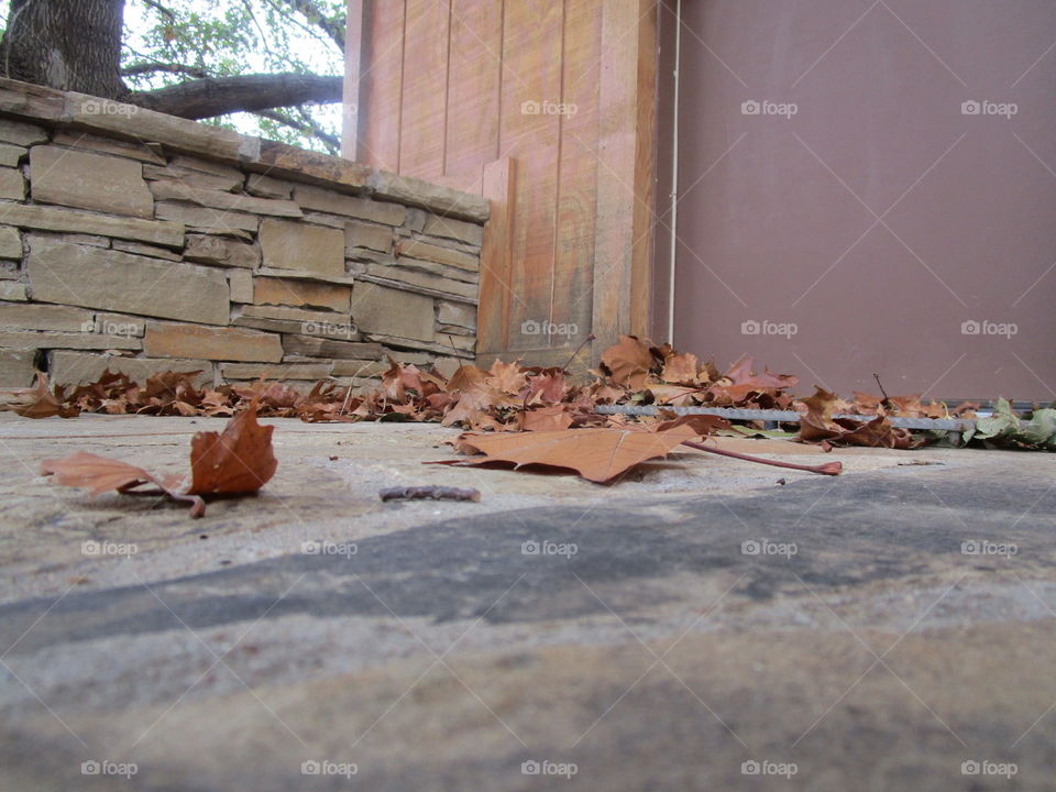 All the leaves are brown and the sky is gray