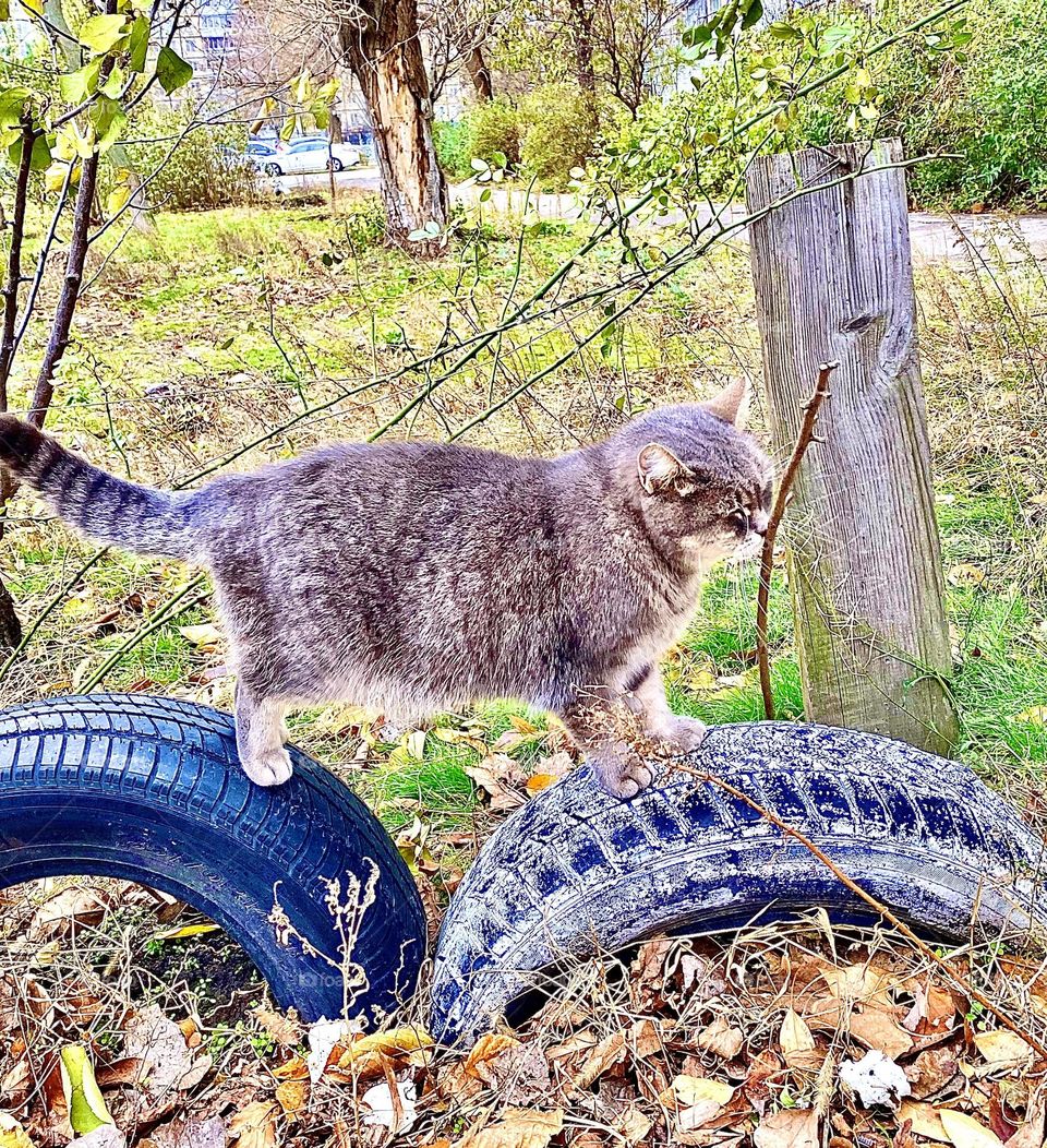 A cat sniffs a branch