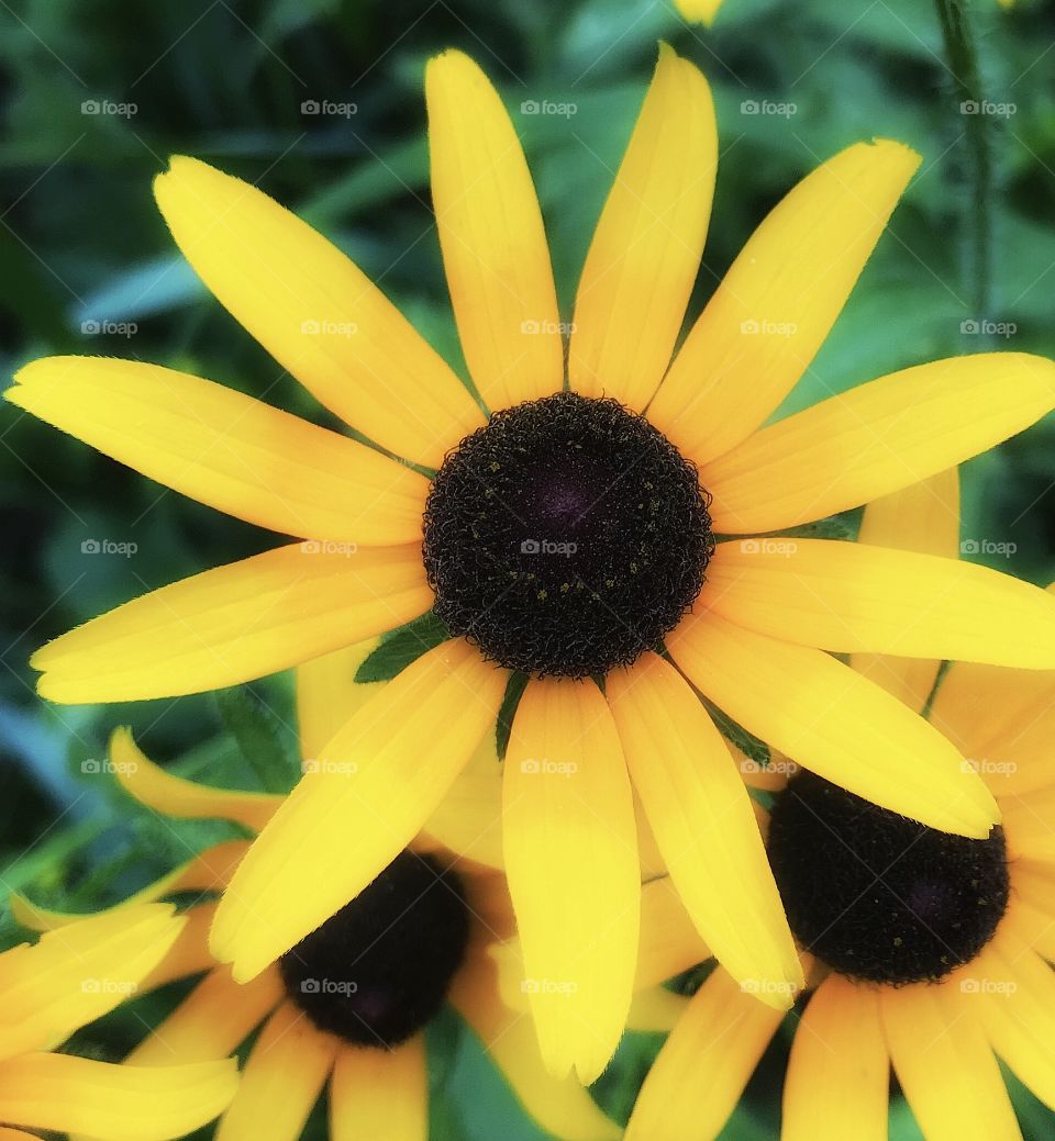 Black-eyed Susan—taken in Dyer, Indiana