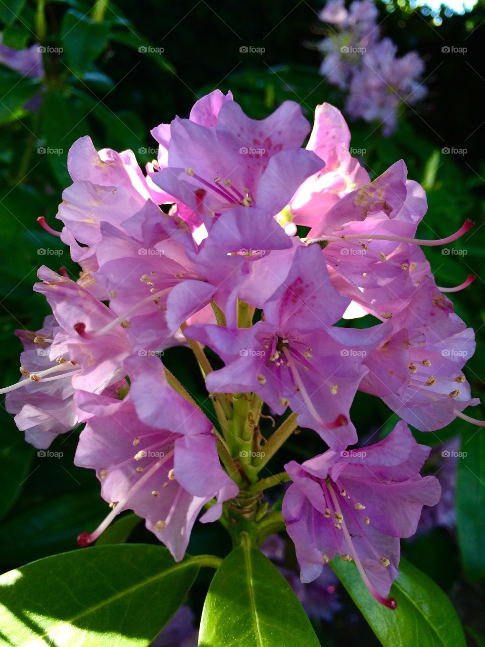 My Rhododendron. My rhododendron bush is in flower ...