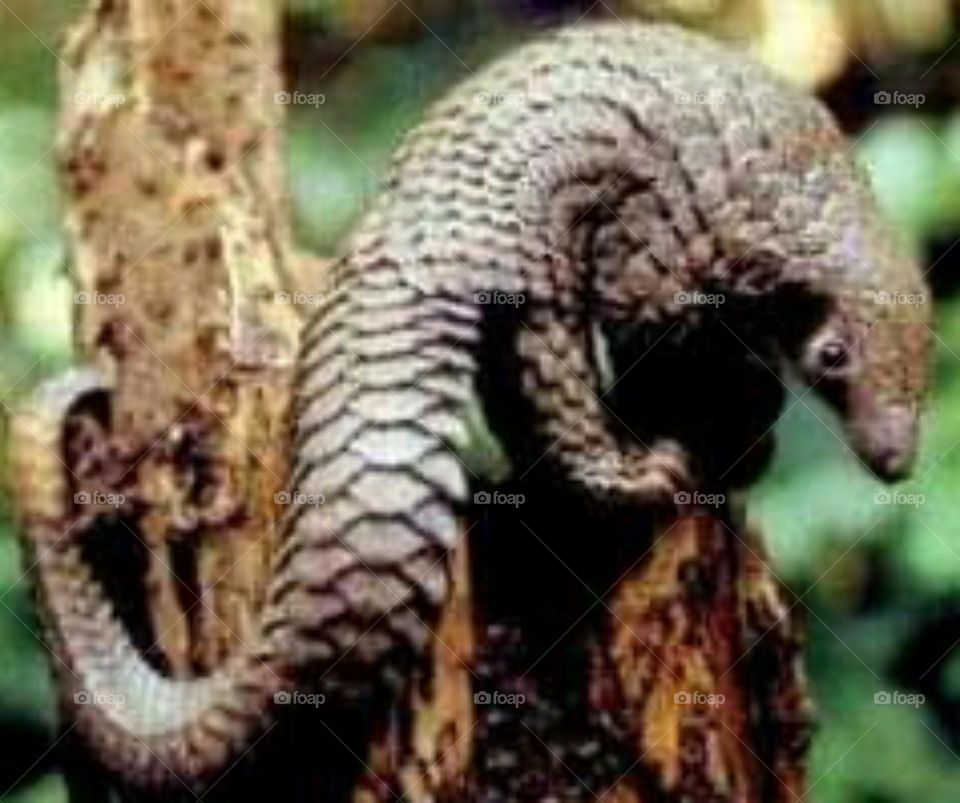pangolin